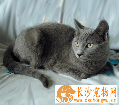 夏特尔猫的性格 该猫喜欢独处和安静