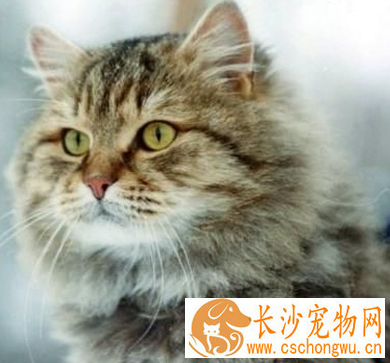 西伯利亚猫的形态特征 该猫粗壮而沉重