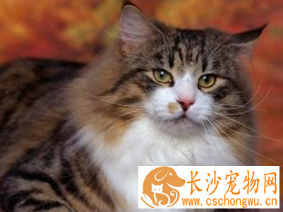 西伯利亚猫的性格 该猫个性是比较强的