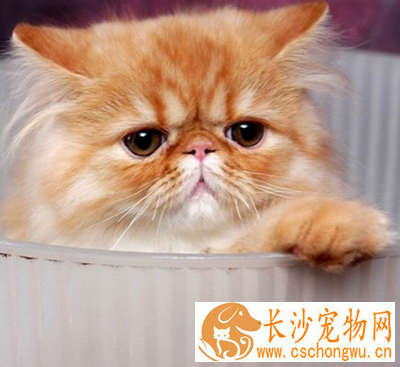 喜马拉雅猫的形态特征 该猫毛色有很多种