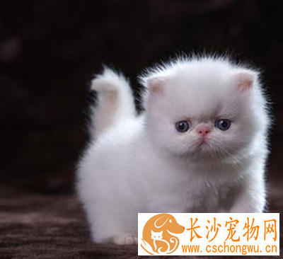 喜马拉雅猫的性格 该猫非常的乖巧