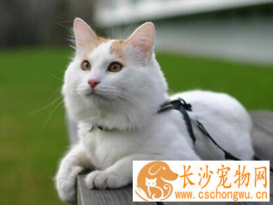 土耳其梵猫的形态特征 该猫体长而健壮