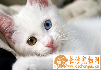 土耳其梵猫的性格 该猫对人较友善