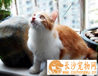 土耳其安哥拉猫粘人吗 该猫比较独立