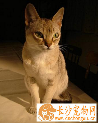 世界上最小的猫 新加坡猫体型最小