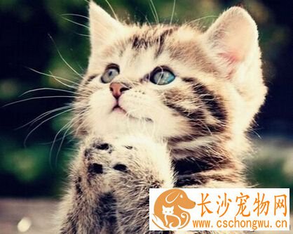 猫的寿命 最长寿的甚至活到了接近20岁