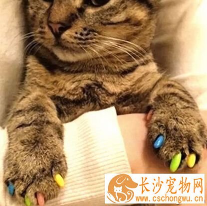 猫指甲套 它是由天然乙烯基树脂制造