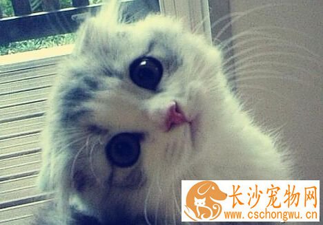 猫的习性 猫是夜游动物非常喜欢晚上活动