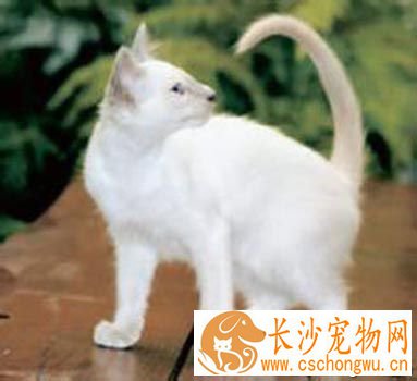 巴厘猫的性格 它们的叫声比较柔和