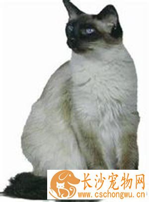  巴厘猫的习性 它的个性比较活跃