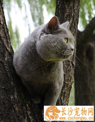 英国短毛猫习性 如同神情悠然的“绅士”