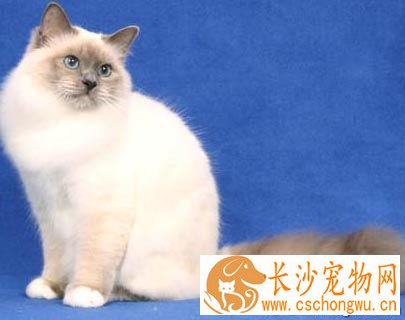 巴厘猫的颜色  CFA只承认4个变种
