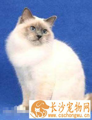巴厘猫的寿命 平均寿命在10年左右