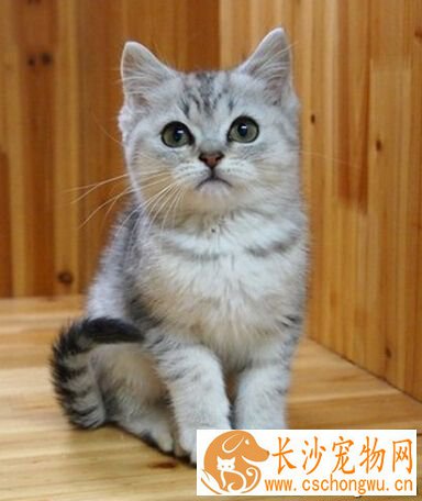 英国短毛猫的性格 性格温驯而坚毅