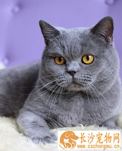 英国短毛猫的习性 没有太苛刻的要求