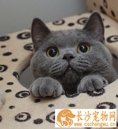 英国短毛猫的颜色 不同毛色瞳孔色不一样