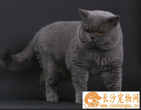 英国短毛猫寿命 主人的养护使其寿命延长