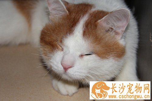 猫咪分辨公母的方法 观察它的生殖器官