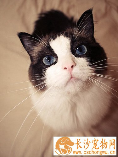 猫怎么分公母 不是一件容易的事情