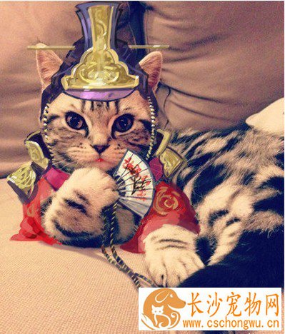 纯种埃及猫有哪些特征 体形毛色及性格