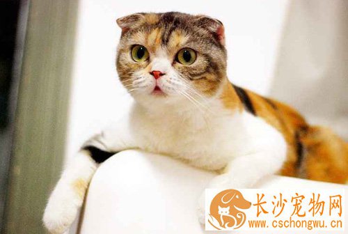折耳猫的性格 拥有糖果般甜美的性格