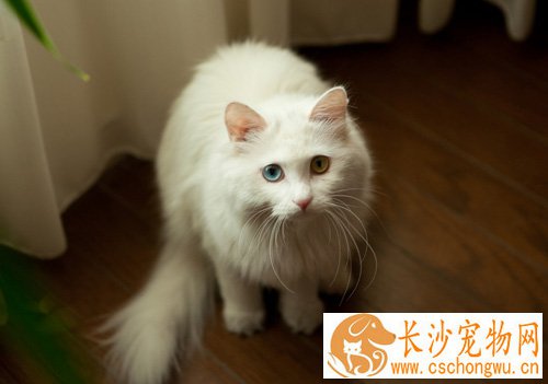 波斯猫介绍 性格及适合饲养的人群