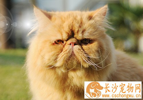 波斯猫好养吗 非常容易调教的猫咪