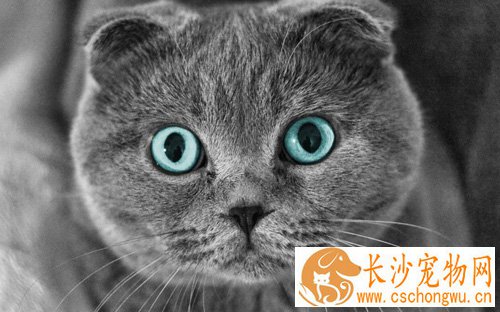 苏格兰折耳猫寿命 怎样喂养它更健康
