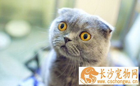 什么是折耳猫 折耳猫好饲养吗