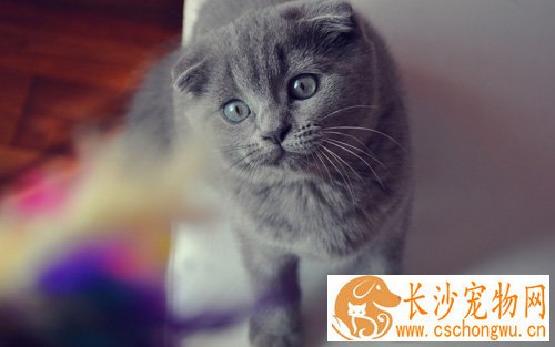 折耳猫怎么样 胖乎乎的圆脸很可爱