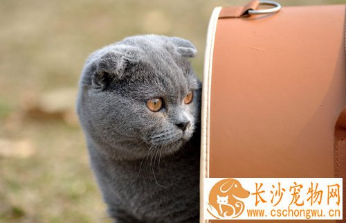 折耳猫性格 如何更好的饲养折耳