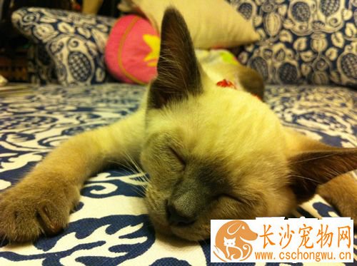 暹罗猫的性格 好动不喜欢安静