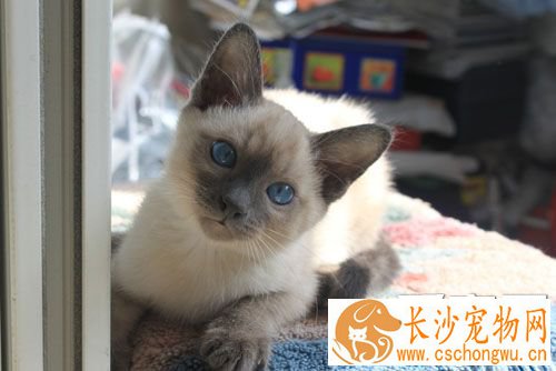 暹罗猫爱叫吗 除了发情期为什么会叫