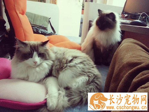 布偶猫介绍 大而美丽的蓝色眼睛