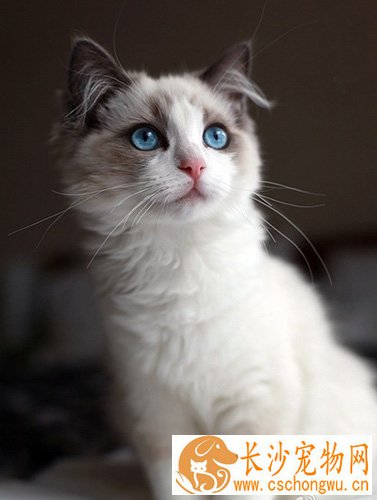 布偶猫怎么养 一种非常粘人的猫咪