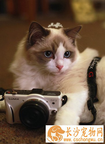 为什么叫布偶猫 解读它的体形特征