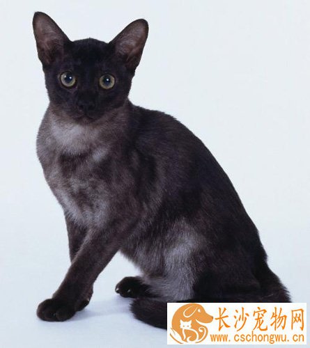 孟买猫的性格 亲近人类的“大众情人”