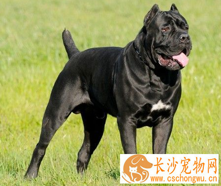 卡斯罗咬人吗 卡斯罗犬性情勇猛