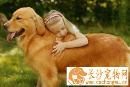 金毛可以做导盲犬吗 金毛犬很聪明
