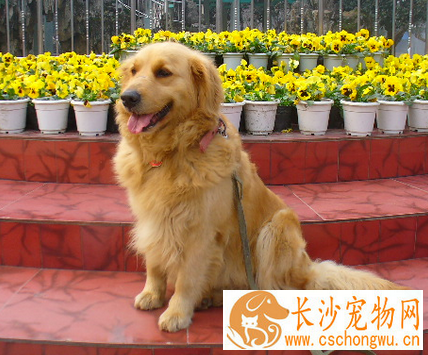 金毛是不是导盲犬 金毛比较适合作为导盲犬