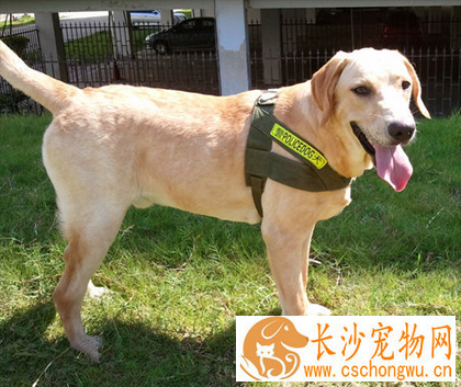 拉布拉多是导盲犬吗 该犬训练成功率较高