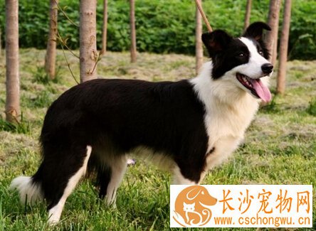 边牧犬能长多大 世界上最聪明的犬种