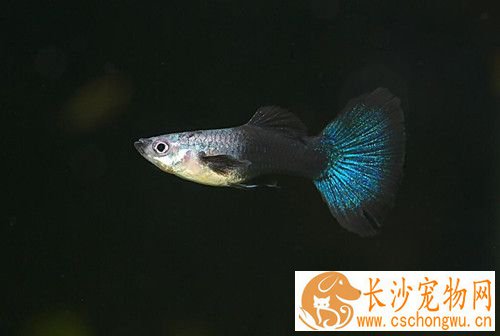 孔雀鱼品种 不同颜色的11种孔雀鱼品种