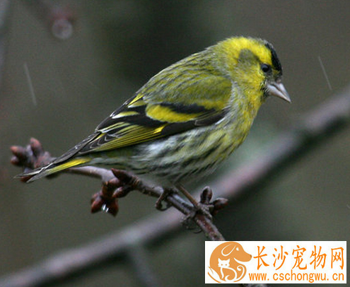黄雀怎么分公母 从5个方面来分辨黄雀的公母