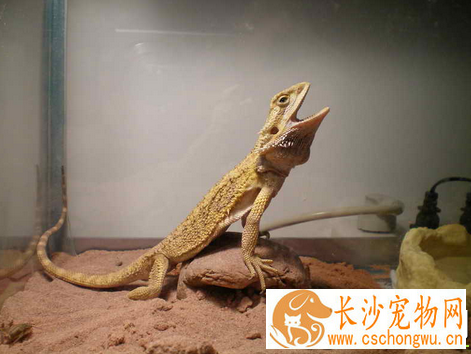 蜥蜴属于什么动物 蜥蜴是冷血爬行类的动物