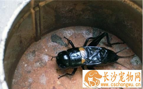 蟋蟀的寿命 蟋蟀养好了活到二百天以上