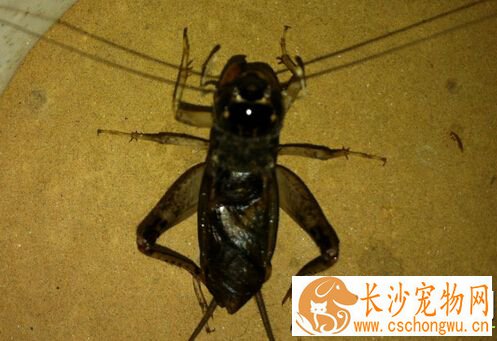 蟋蟀的叫声像什么 带你了解蟋蟀的叫声