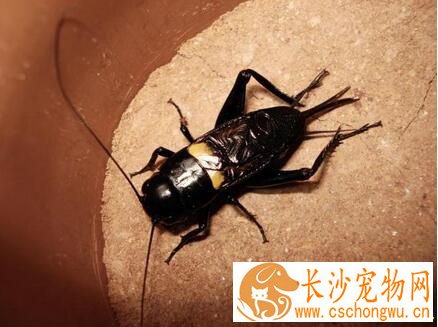 蟋蟀的习性 蟋蟀一般在8月的时候开始鸣叫