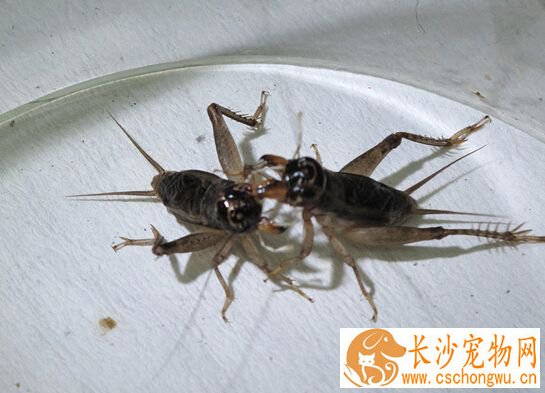 蟋蟀喜欢生活在哪里 栖息于地表砖石下