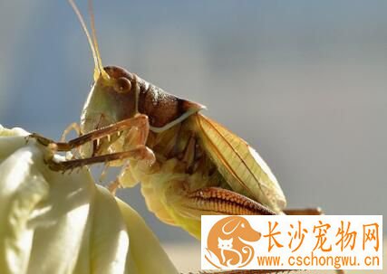 蝈蝈怎么分好坏 可从色质型三方面去考虑